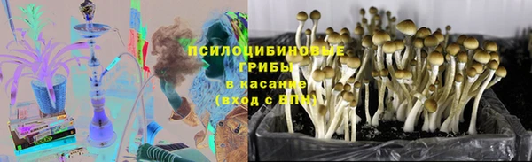 прущие грибы Богородицк