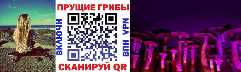 Галлюциногенные грибы Cubensis  что такое   mega ТОР  Лодейное Поле 